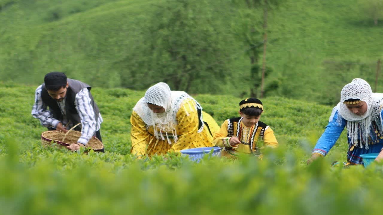 مراحل برداشت چای